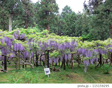 萬葉植物園　藤 115159295