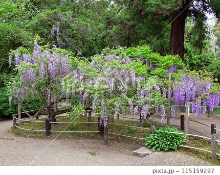 萬葉植物園 藤 萬葉植物園 藤 115159297