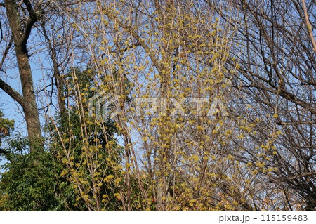 山茱萸の花 山茱萸の花 115159483