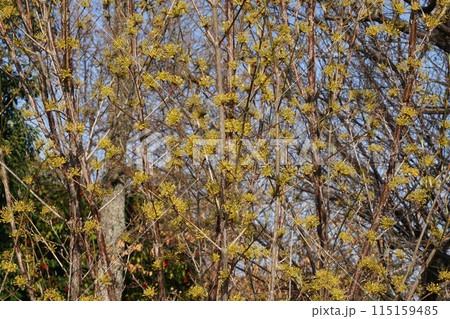 山茱萸の花 115159485