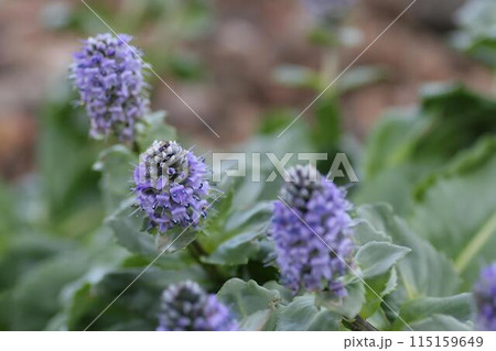 ホソバウルップソウ6 115159649