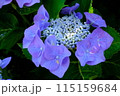 紫陽花　 115159684