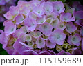 紫陽花 115159689