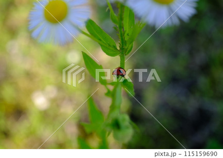 テントウムシ 115159690