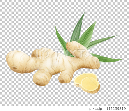 Watercolor ginger root, slices and leaves illustration isolated on white background in pastel beige and green colors. Horseradish spice for kitchen designs, cookbooks and organic superfood products 115159819