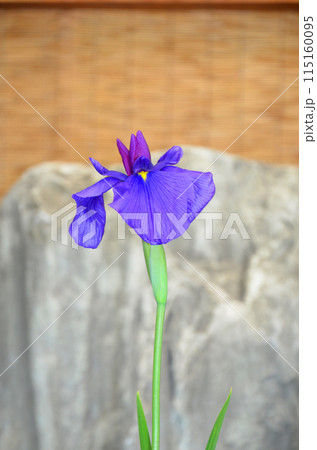 大阪　城北菖蒲園の花菖蒲 115160095