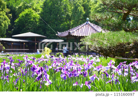 大阪　城北菖蒲園の風景 115160097