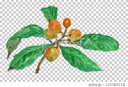 Rhaphiolepis bibas Loquat watercolor illustration 115160118