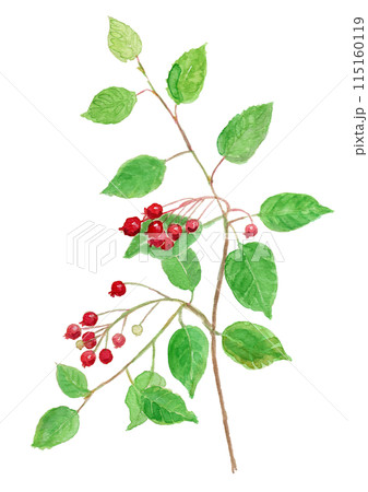 Amelanchier canadensis ジューンベリーの水彩イラスト Amelanchier canadensis ジューンベリーの水彩イラスト 115160119
