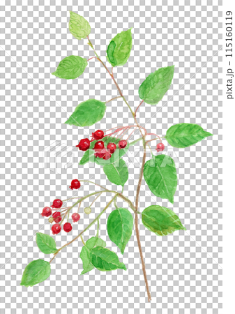 Amelanchier canadensis ジューンベリーの水彩イラスト Amelanchier canadensis ジューンベリーの水彩イラスト 115160119