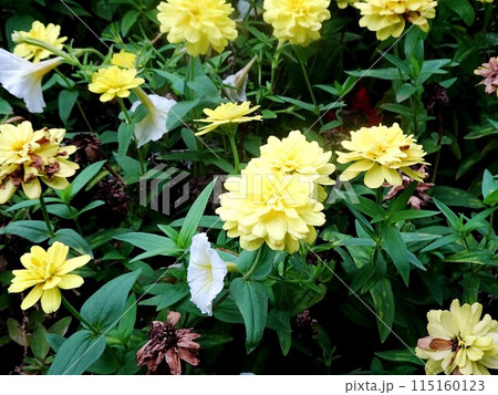 黄色いダリア 115160123