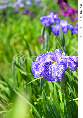 大阪 城北菖蒲園の花菖蒲 大阪 城北菖蒲園の花菖蒲 115160156