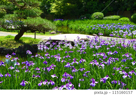 大阪 花菖蒲が咲き誇る城北菖蒲園の風景 大阪 花菖蒲が咲き誇る城北菖蒲園の風景 115160157
