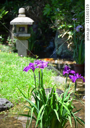 大阪　城北菖蒲園の花菖蒲 115160159