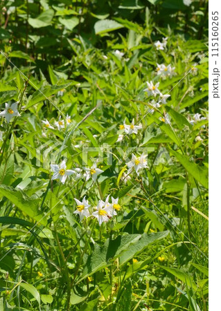 里山に群生する毒性植物ワルナスビの白い花 里山に群生する毒性植物ワルナスビの白い花 115160265