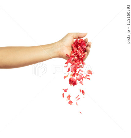Hand pouring Red rose petals falling romantic white background isolated with real photo red rose flower petals flying. Love, romance floral spring season Hand pouring Red rose petals falling romantic white background isolated with real photo red rose flower petals flying. Love, romance floral spring season 115160593