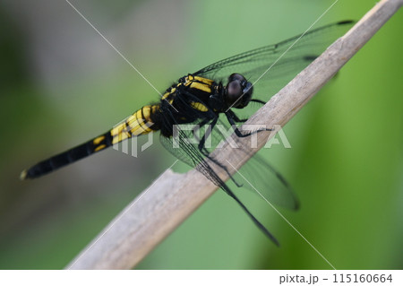 オオシオカラトンボのメス オオシオカラトンボのメス 115160664