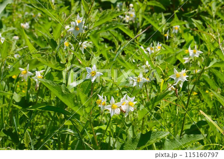里山に群生する有毒植物ワルナスビの白い花 115160797