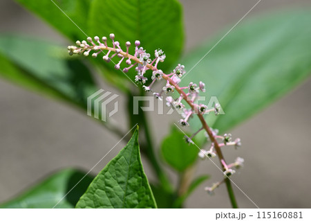 ヨウシュヤマゴボウ（洋種山牛蒡）の花 115160881