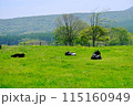 高原でリラックスする牛 115160949