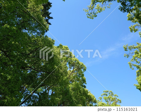 森の中から見上げた空 森の中から見上げた空 115161021