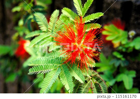 赤いネムノキ 115161170