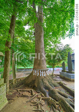 神奈川県川崎市高津区の久地神社の御神木 115161308