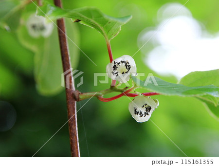 サルナシ（コクワ）の白い花（雄花） 115161355
