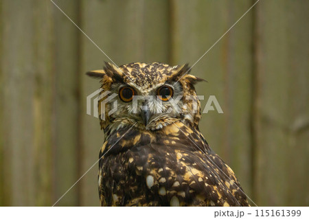 A Cape Eagle Owl close up portrait. A Cape Eagle Owl close up portrait. 115161399