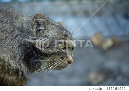 Pallas cat (Otocolobus manul). Pallas cat (Otocolobus manul). 115161422
