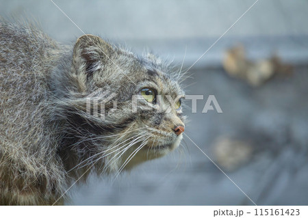 Pallas's cat (Otocolobus manul), Pallas's cat (Otocolobus manul), 115161423