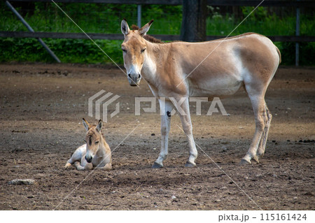 Turkmenian kulan (Equus hemionus kulan), also known as the Transcaspian wild ass. Turkmenian kulan (Equus hemionus kulan), also known as the Transcaspian wild ass. 115161424
