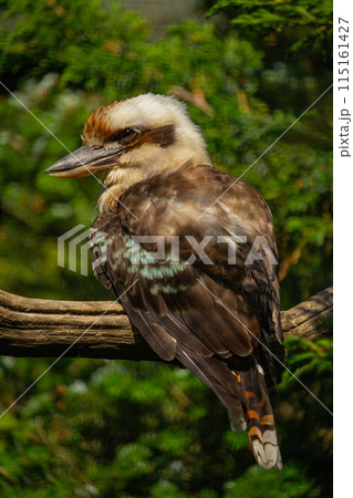 Laughing kookaburra (Dacelo novaeguineae). Laughing kookaburra (Dacelo novaeguineae). 115161427
