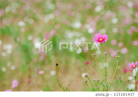 秋の野原に咲くピンクのコスモスの花 秋の野原に咲くピンクのコスモスの花 115161437