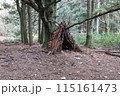 ニュージーランド、レッドウッド森林公園　小屋 115161473