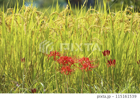 ヒガンバナと稲 115161539