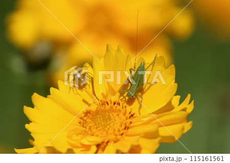 キリギリスの幼虫とササグモ 115161561