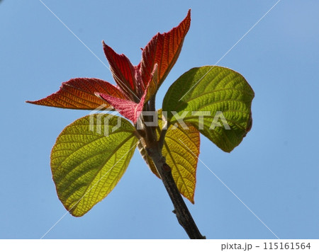 オニグルミ新芽_8857 オニグルミ新芽_8857 115161564