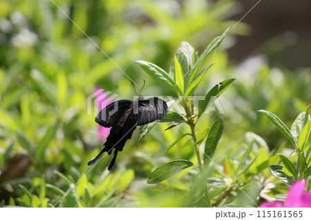 ジャコウアゲハ 115161565
