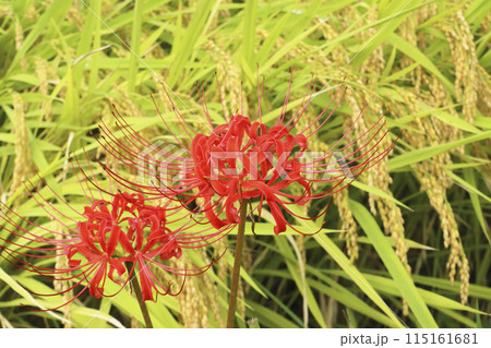 ヒガンバナと稲 115161681