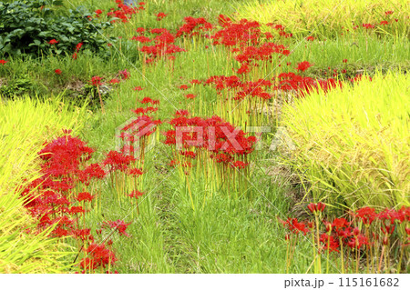 ヒガンバナと稲 115161682