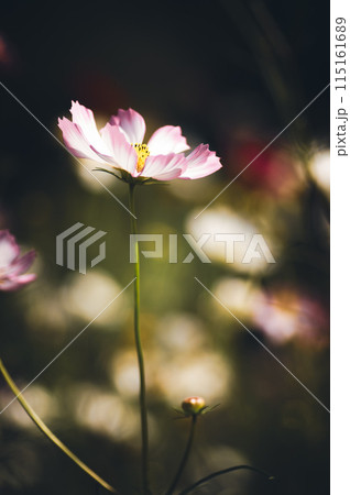妖艶に咲くピンク色の秋桜 115161689