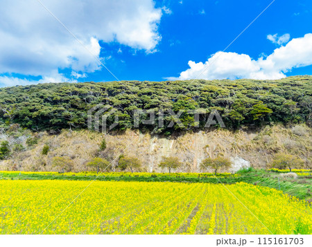 千葉県蛇園出清水の斜面植生の美しい春景色　満開の菜の花 115161703