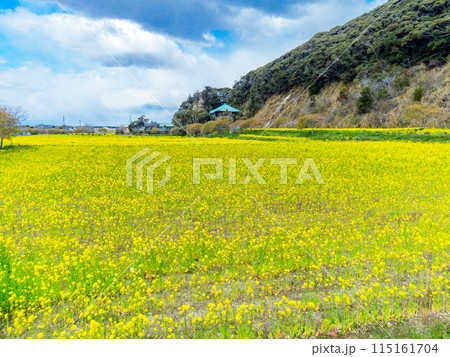 千葉県蛇園出清水の斜面植生の美しい春景色　満開の菜の花 115161704