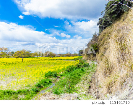 千葉県蛇園出清水の斜面植生の美しい春景色 満開の菜の花 千葉県蛇園出清水の斜面植生の美しい春景色 満開の菜の花 115161710