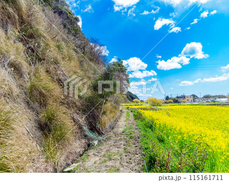 千葉県蛇園出清水の斜面植生の美しい春景色　満開の菜の花 115161711