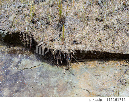 千葉県蛇園出清水の斜面植生の美しい春景色　見上げるほど大きな斜面 115161713