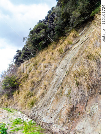 千葉県蛇園出清水の斜面植生の美しい春景色 見上げるほど大きな斜面 千葉県蛇園出清水の斜面植生の美しい春景色 見上げるほど大きな斜面 115161724