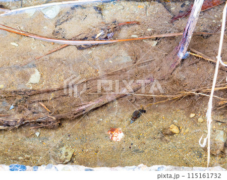 千葉県蛇園出清水の斜面植生の美しい春景色　湧水に育つカワニナ 115161732