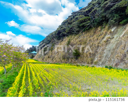 千葉県蛇園出清水の斜面植生の美しい春景色　満開の菜の花 115161736